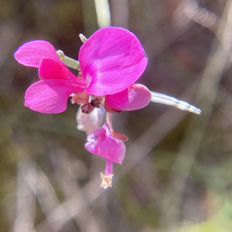 Indigofera efoliata photo 6