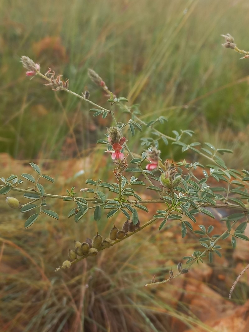 Indigofera egens