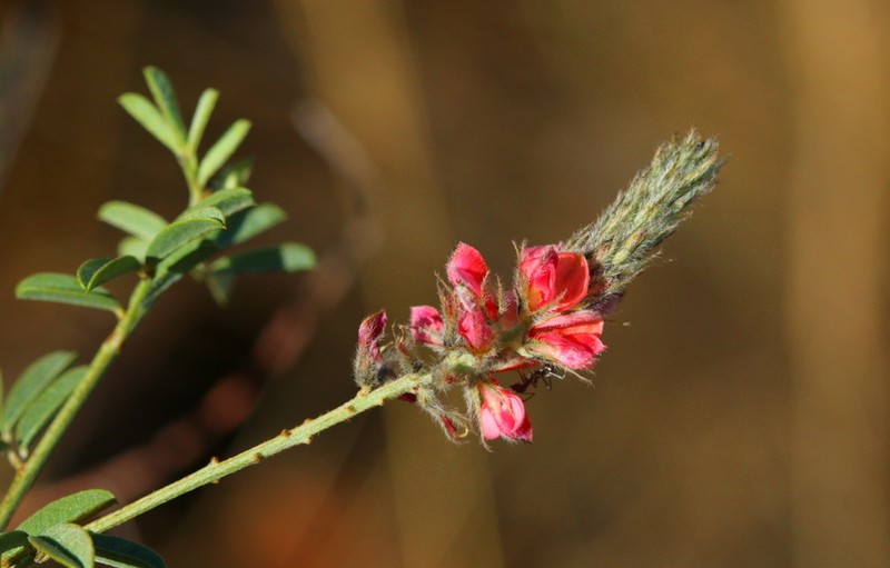 Indigofera egens photo 2
