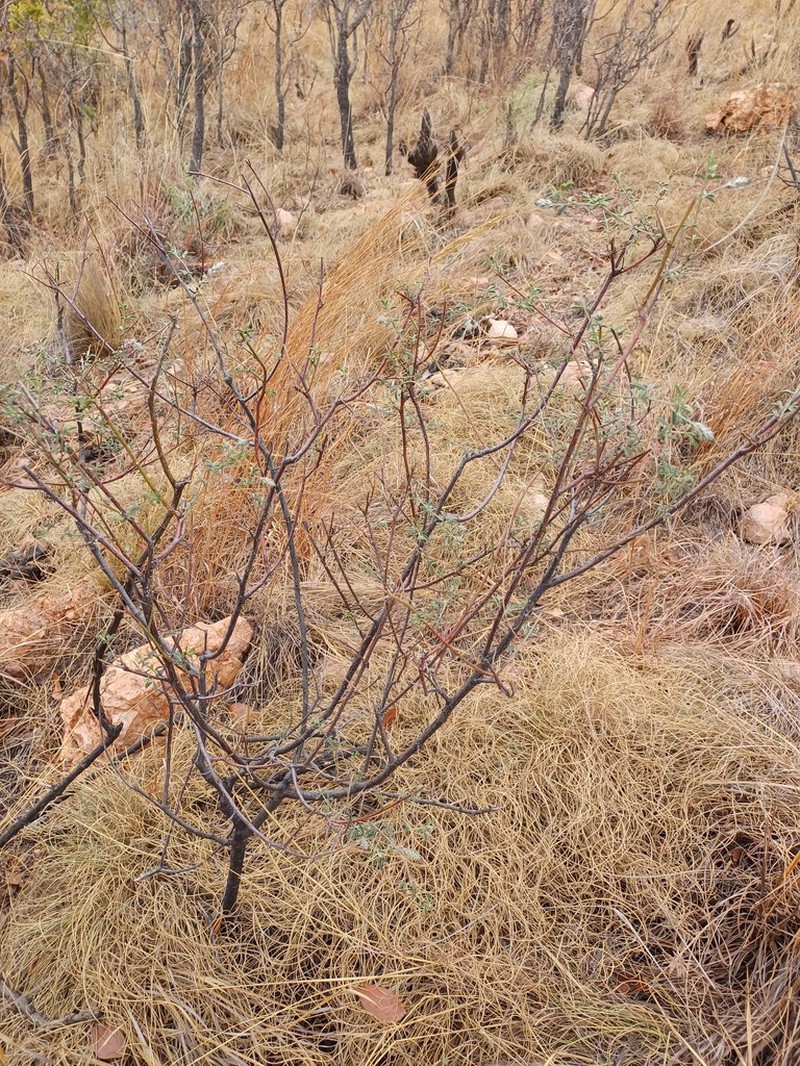 Indigofera egens photo 3