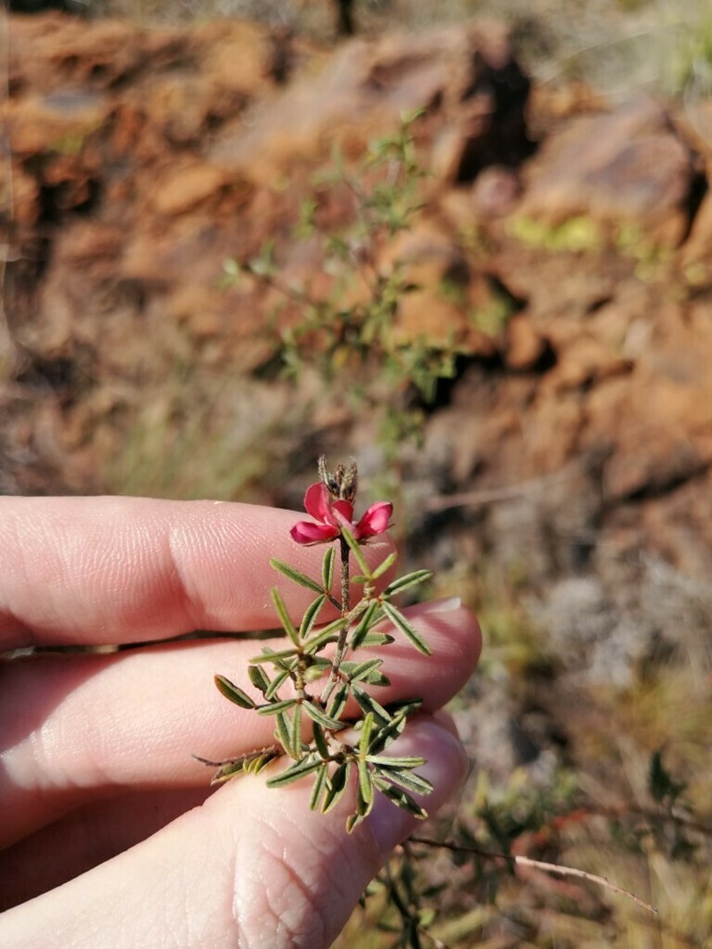 Indigofera egens photo 4