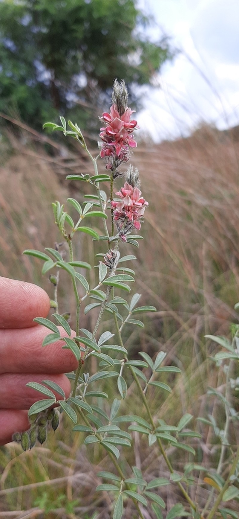 Indigofera egens photo 5