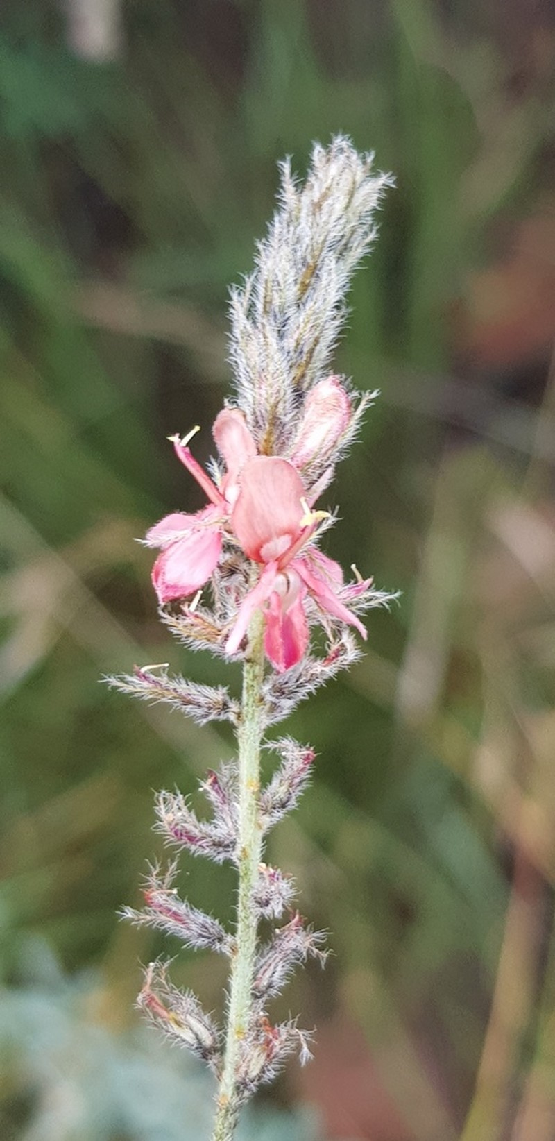 Indigofera egens photo 6