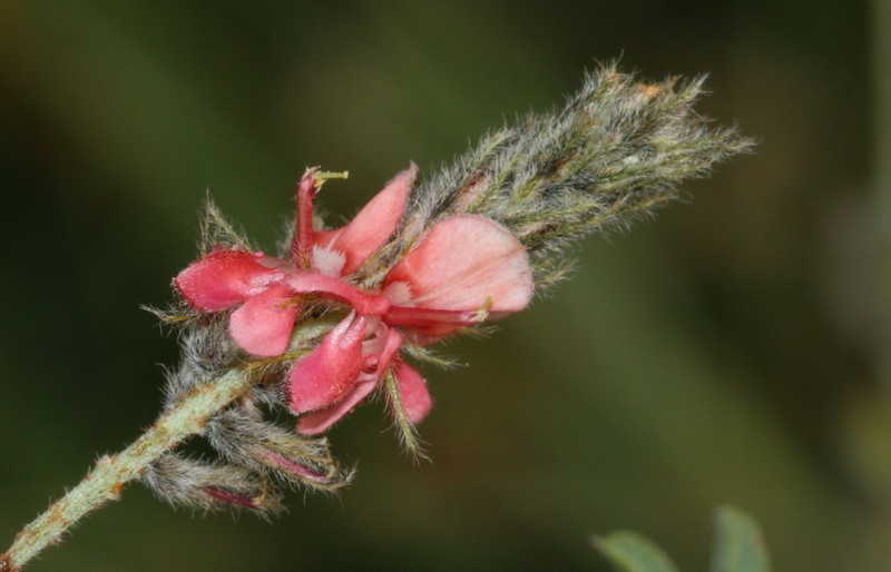 Indigofera egens photo 8