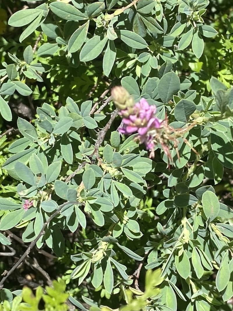 Indigofera elandsbergensis photo 2