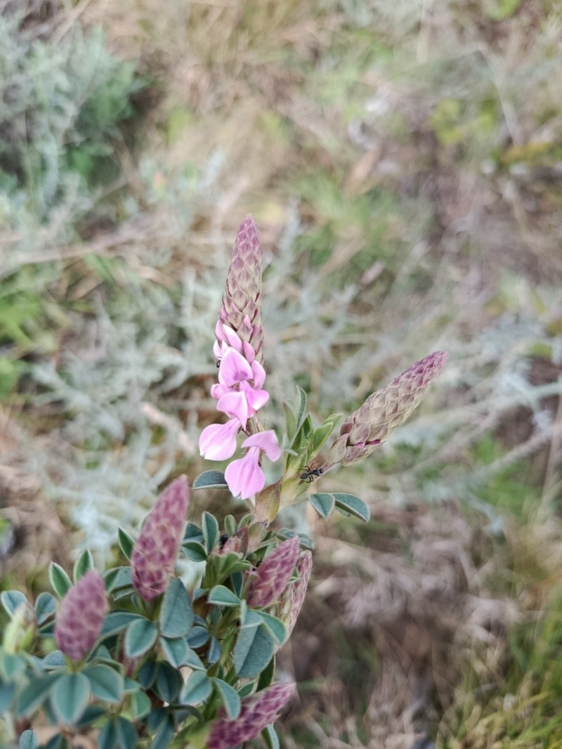 Indigofera elandsbergensis photo 3