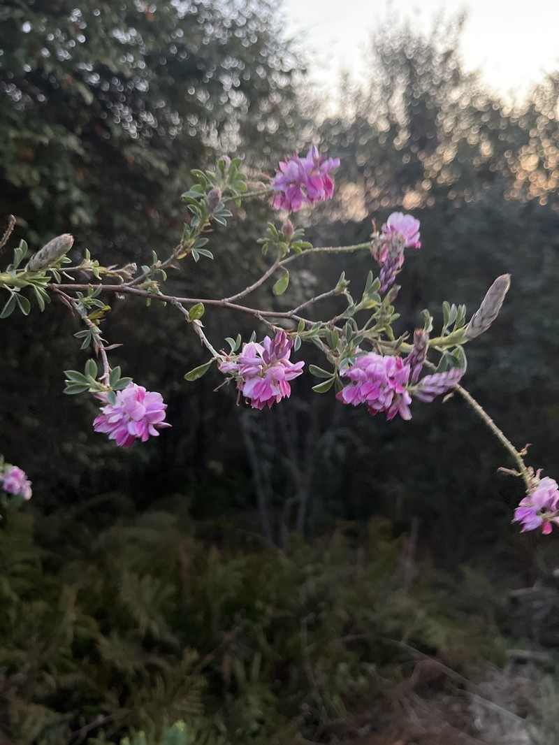 Indigofera elandsbergensis photo 4