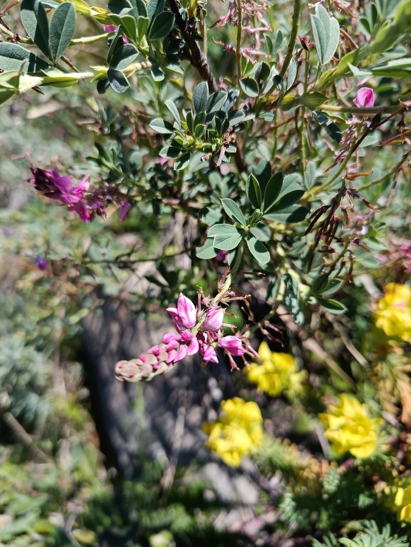 Indigofera elandsbergensis photo 5