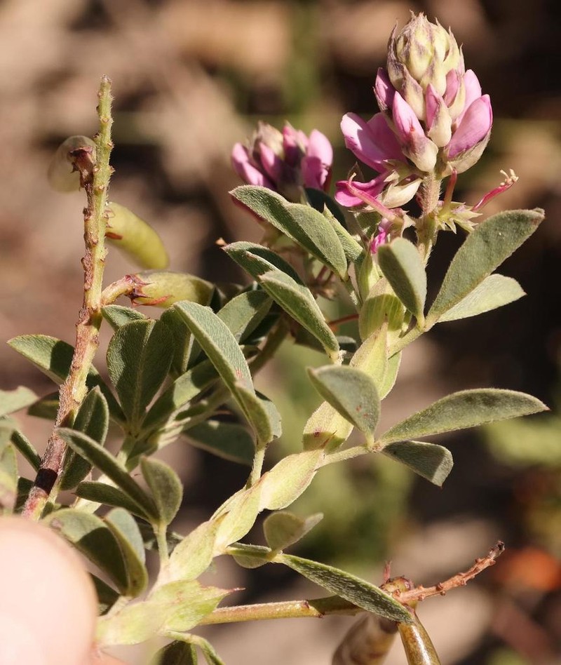 Indigofera elandsbergensis photo 6