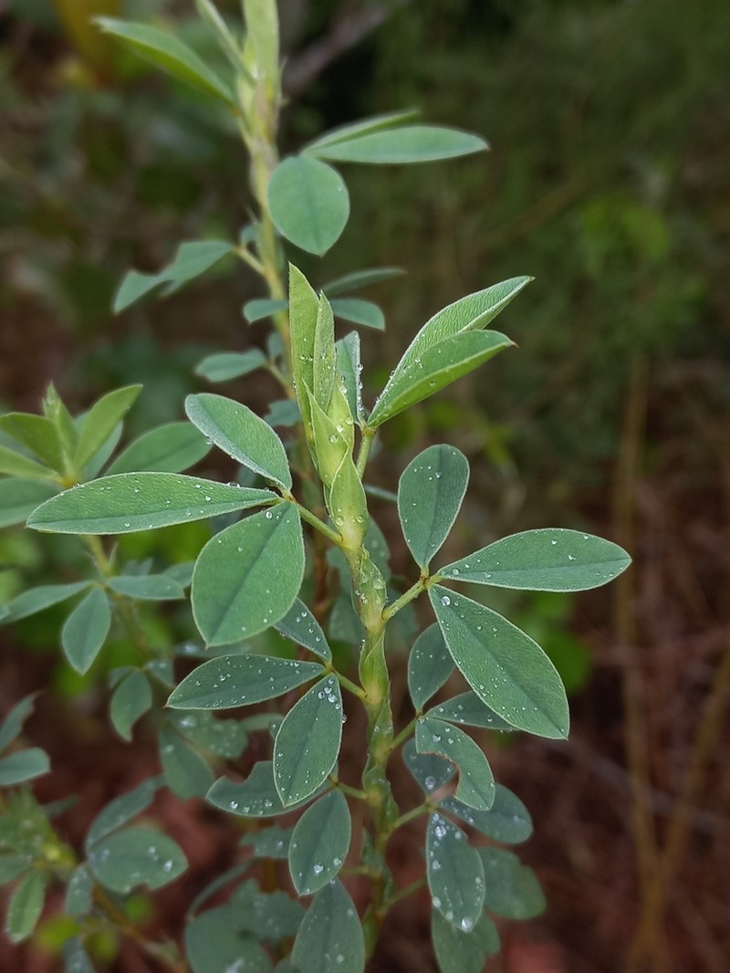 Indigofera elandsbergensis photo 7