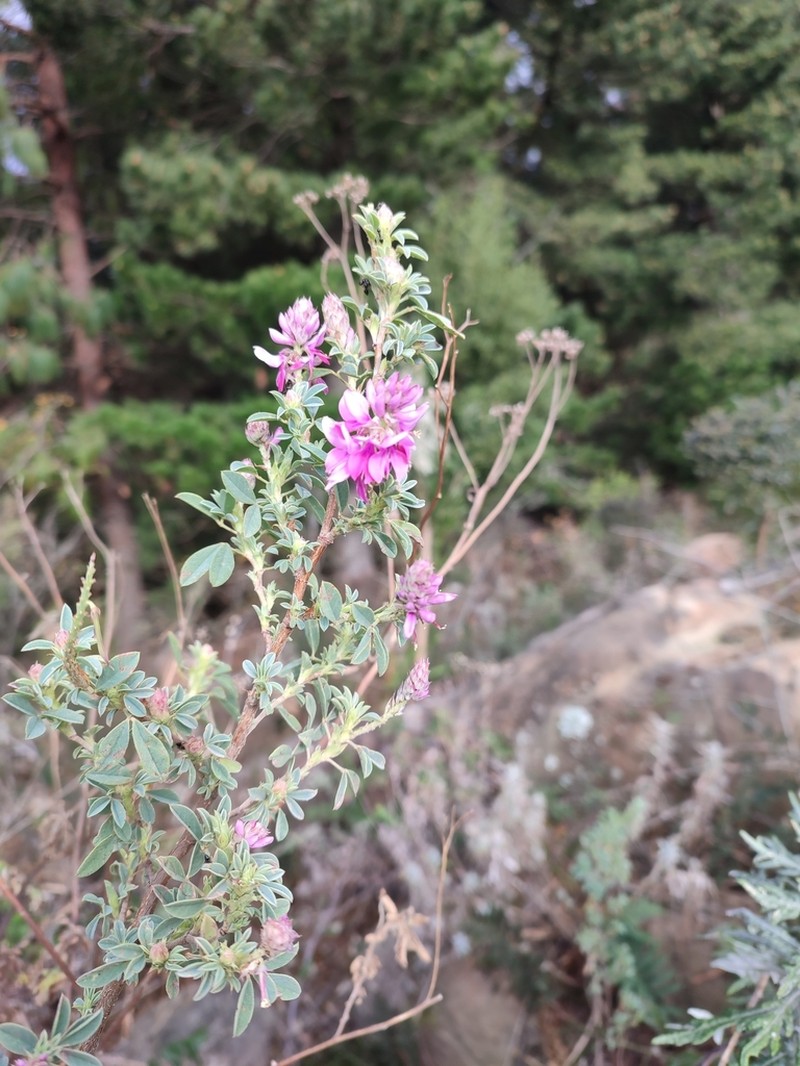 Indigofera elandsbergensis photo 8