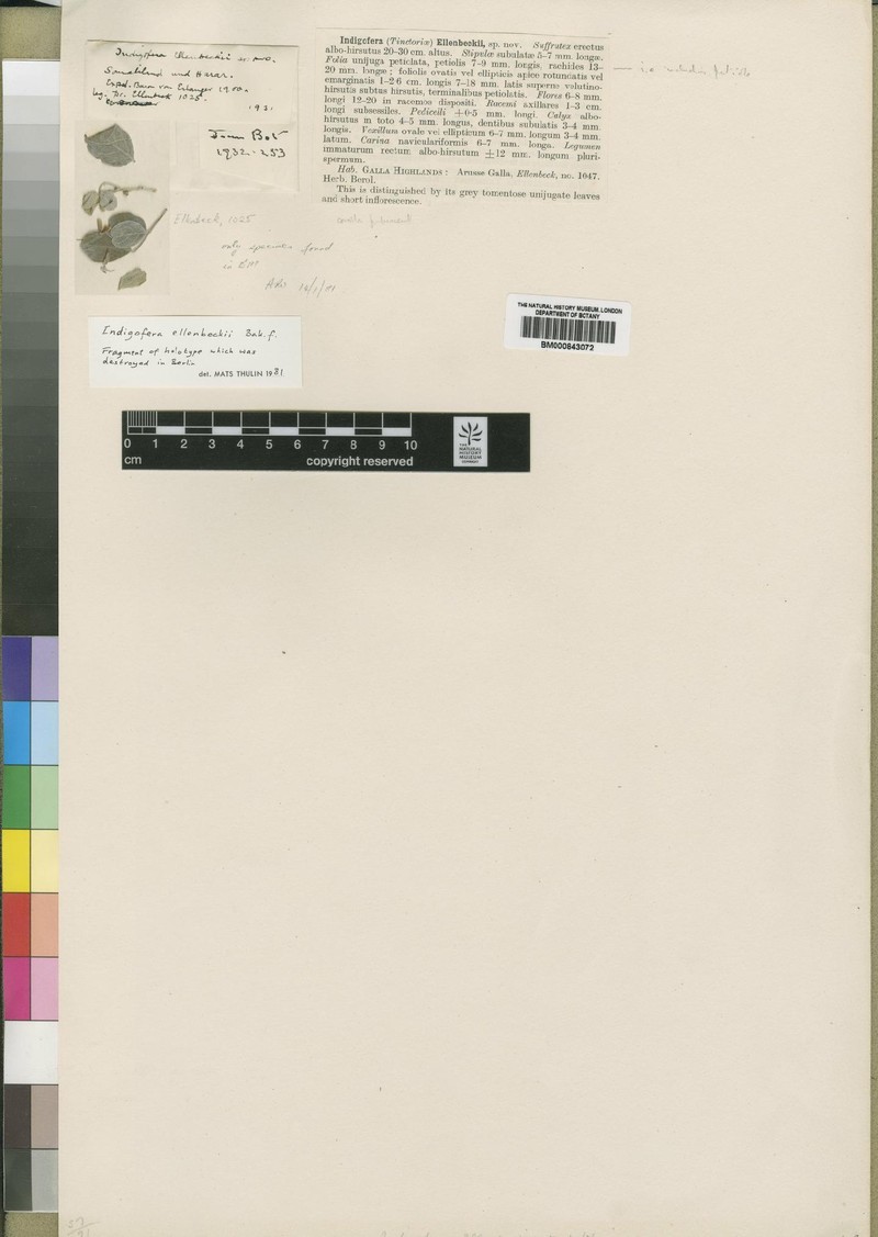 Indigofera ellenbeckii