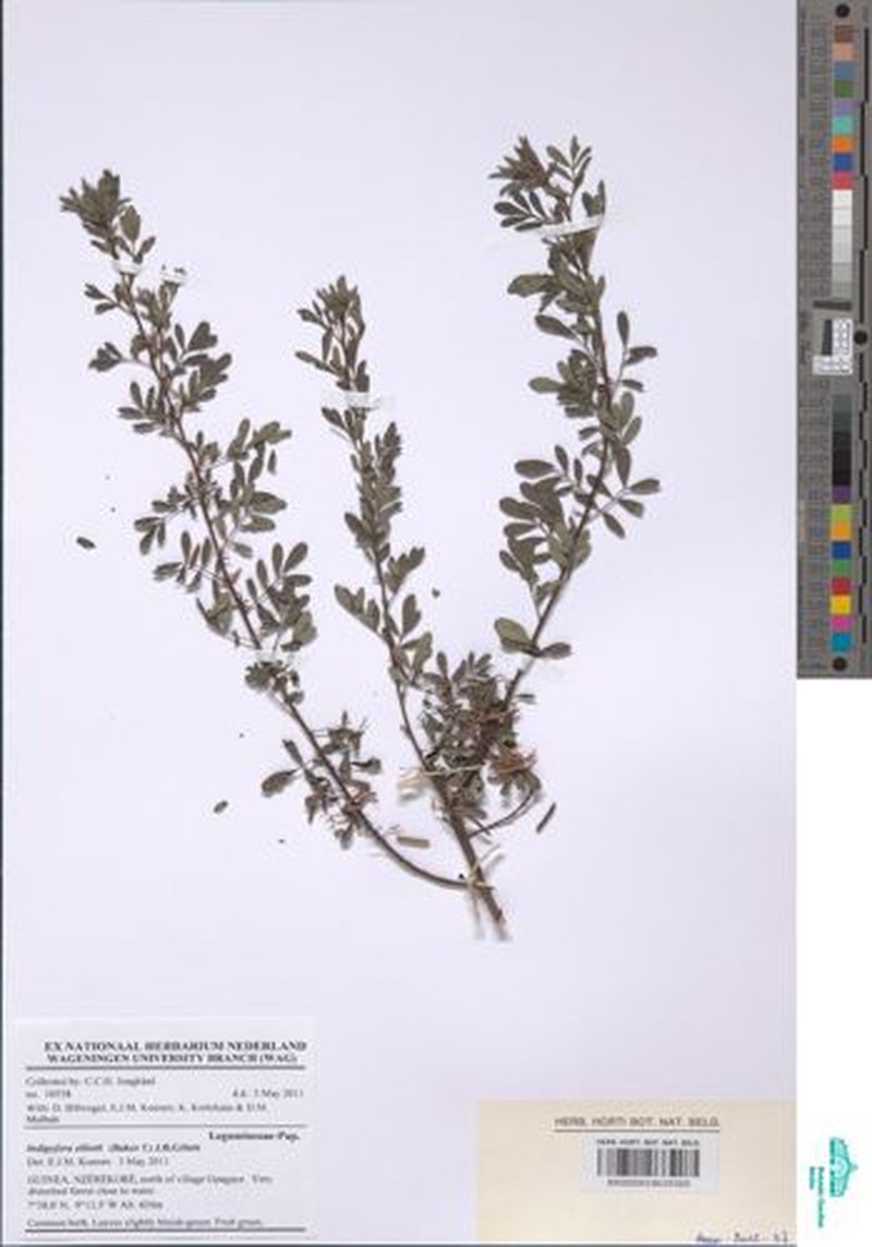 Indigofera elliotii