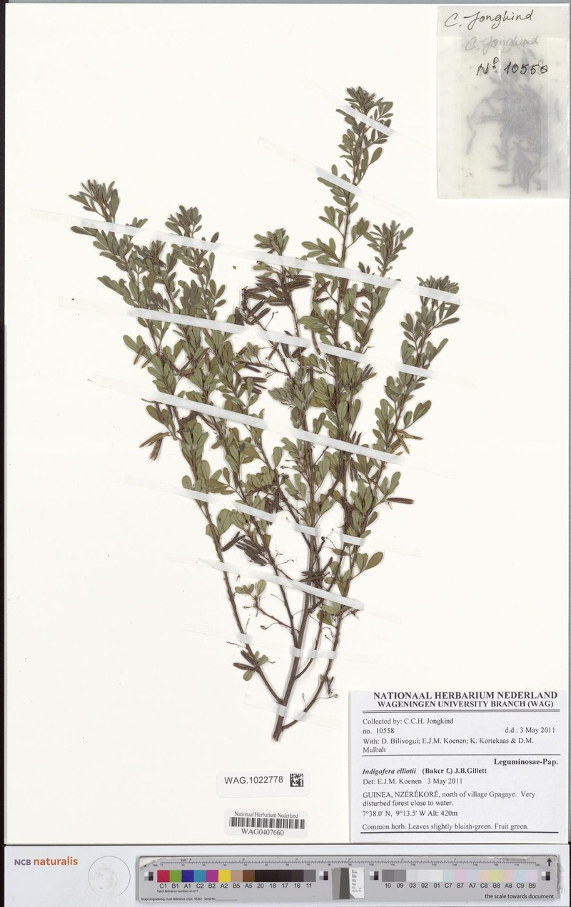 Indigofera elliotii photo 2