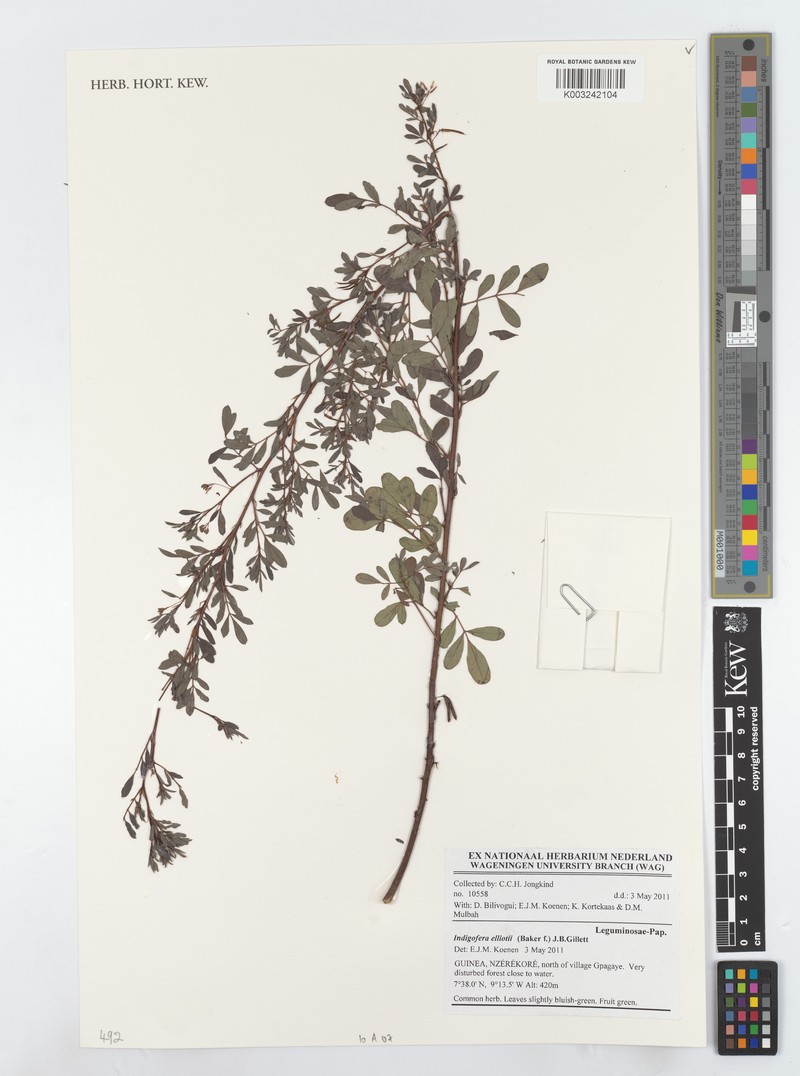 Indigofera elliotii photo 3