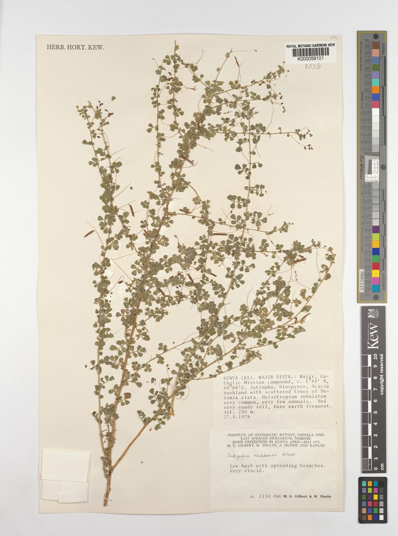 Indigofera elwakensis