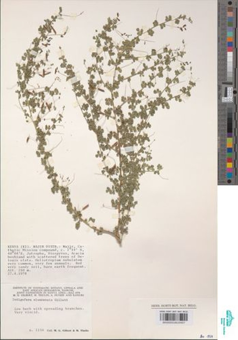 Indigofera elwakensis photo 2
