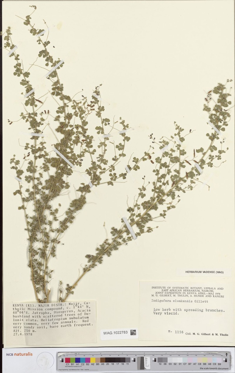 Indigofera elwakensis photo 3