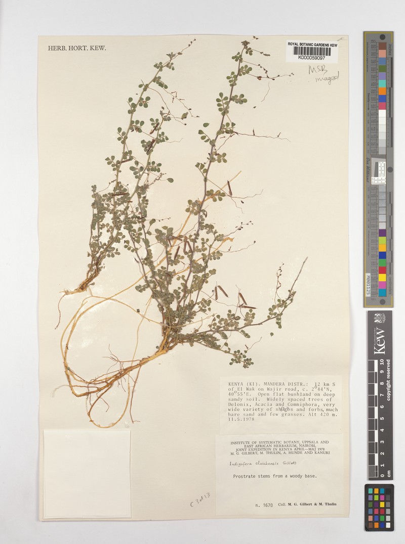 Indigofera elwakensis photo 4