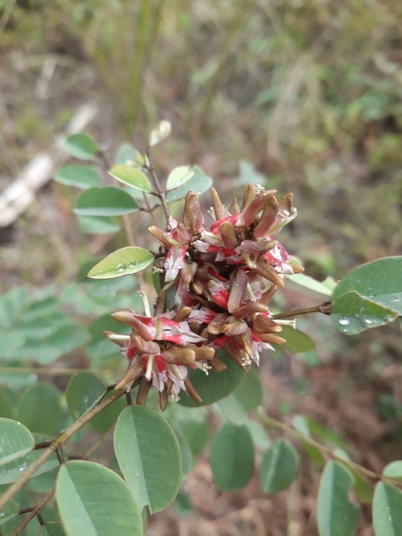 Indigofera emarginella