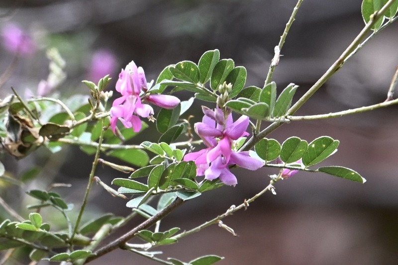 Indigofera emarginella photo 2