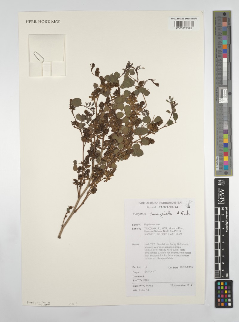 Indigofera emarginella photo 4