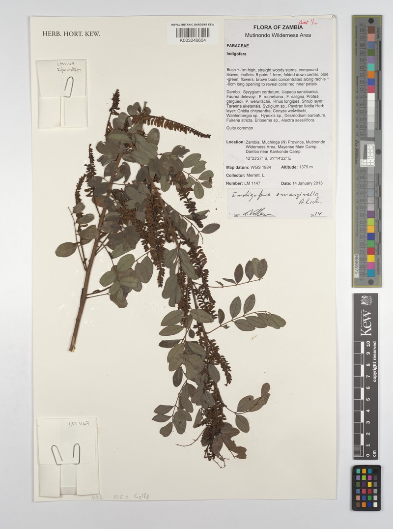 Indigofera emarginella photo 5