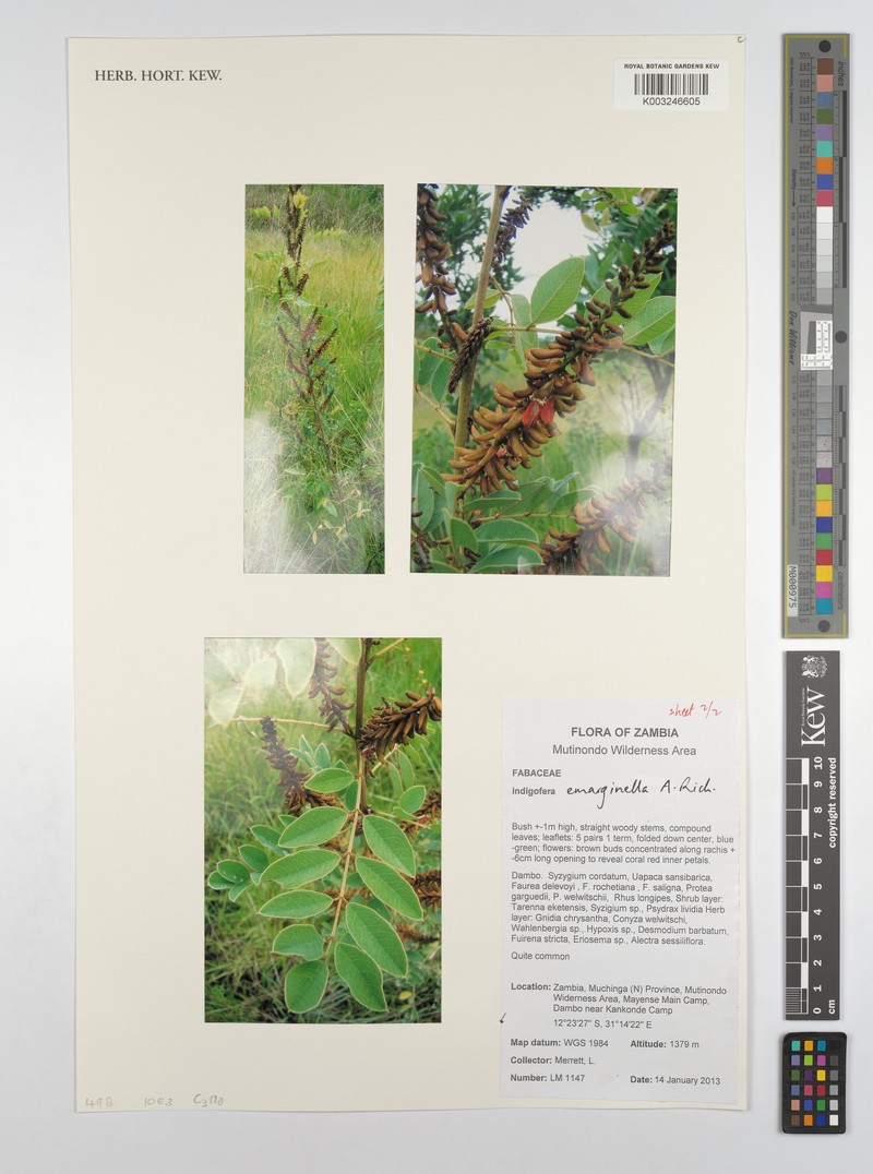 Indigofera emarginella photo 6
