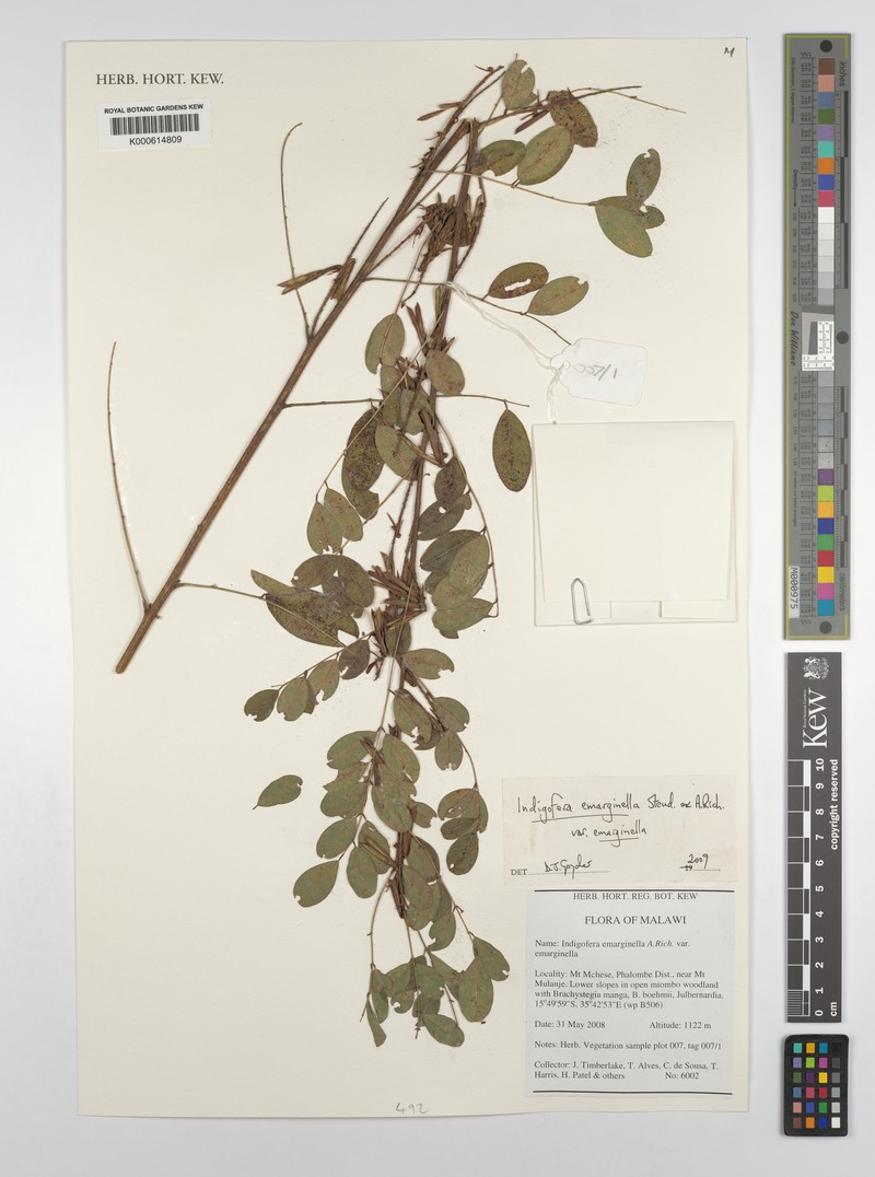 Indigofera emarginella var. emarginella