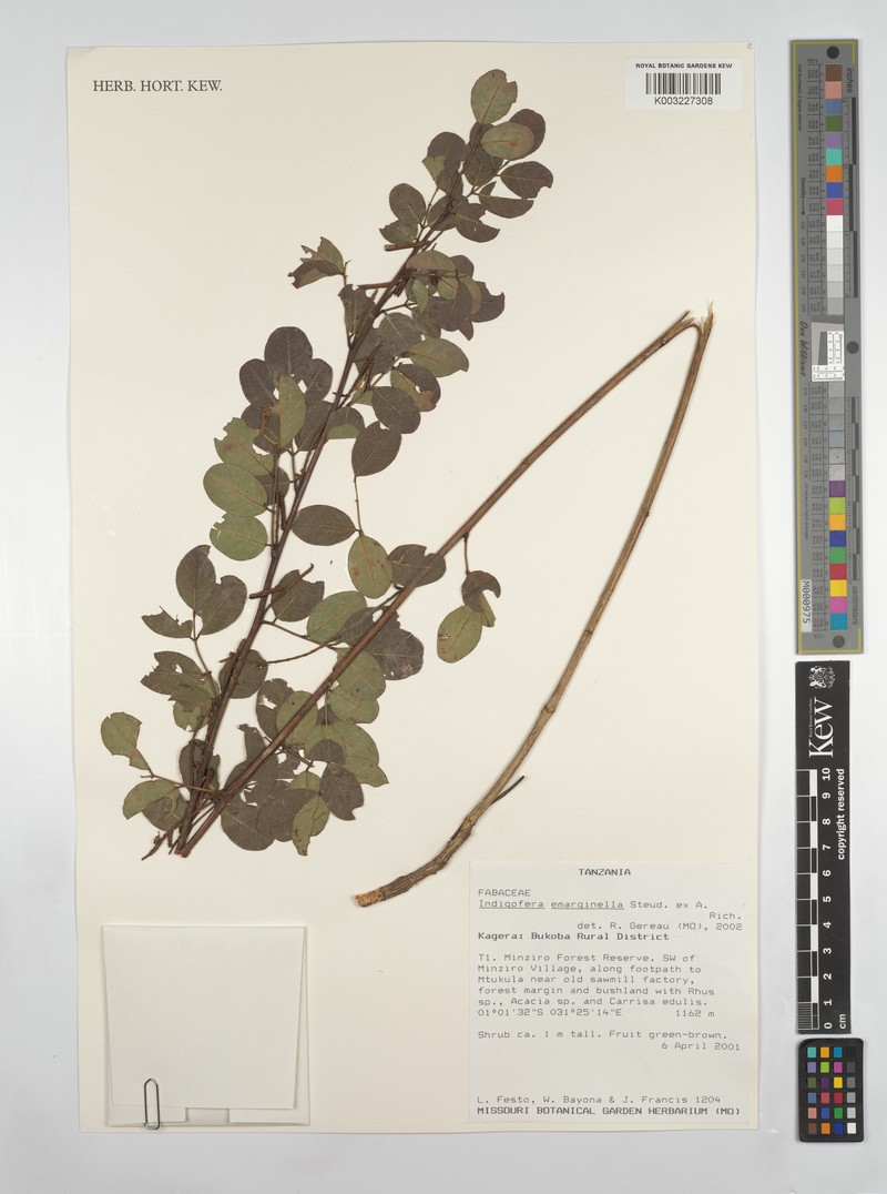 Indigofera emarginella var. emarginella photo 2