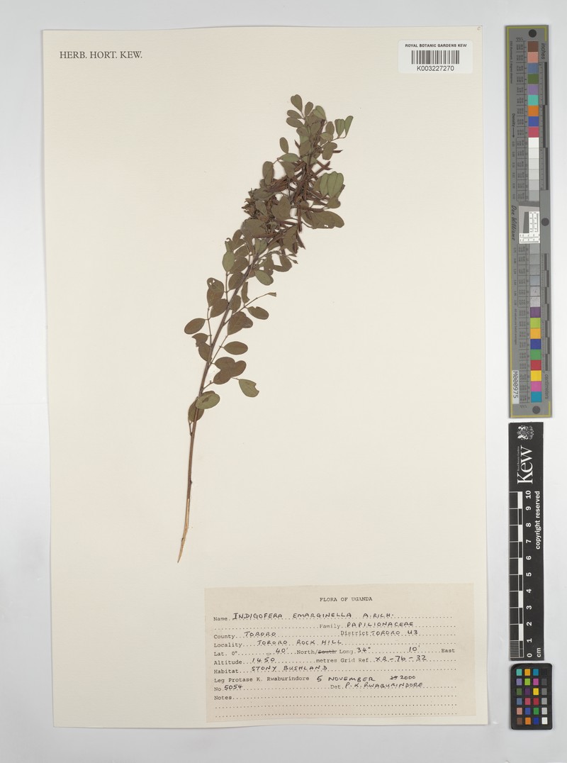 Indigofera emarginella var. emarginella photo 3