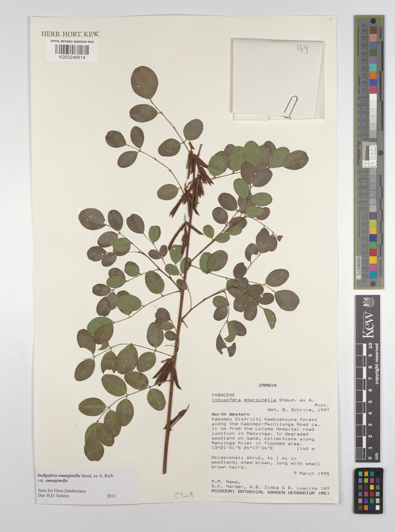 Indigofera emarginella var. emarginella photo 4