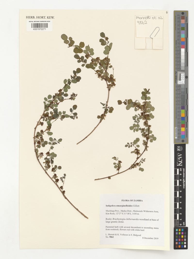 Indigofera emarginelloides