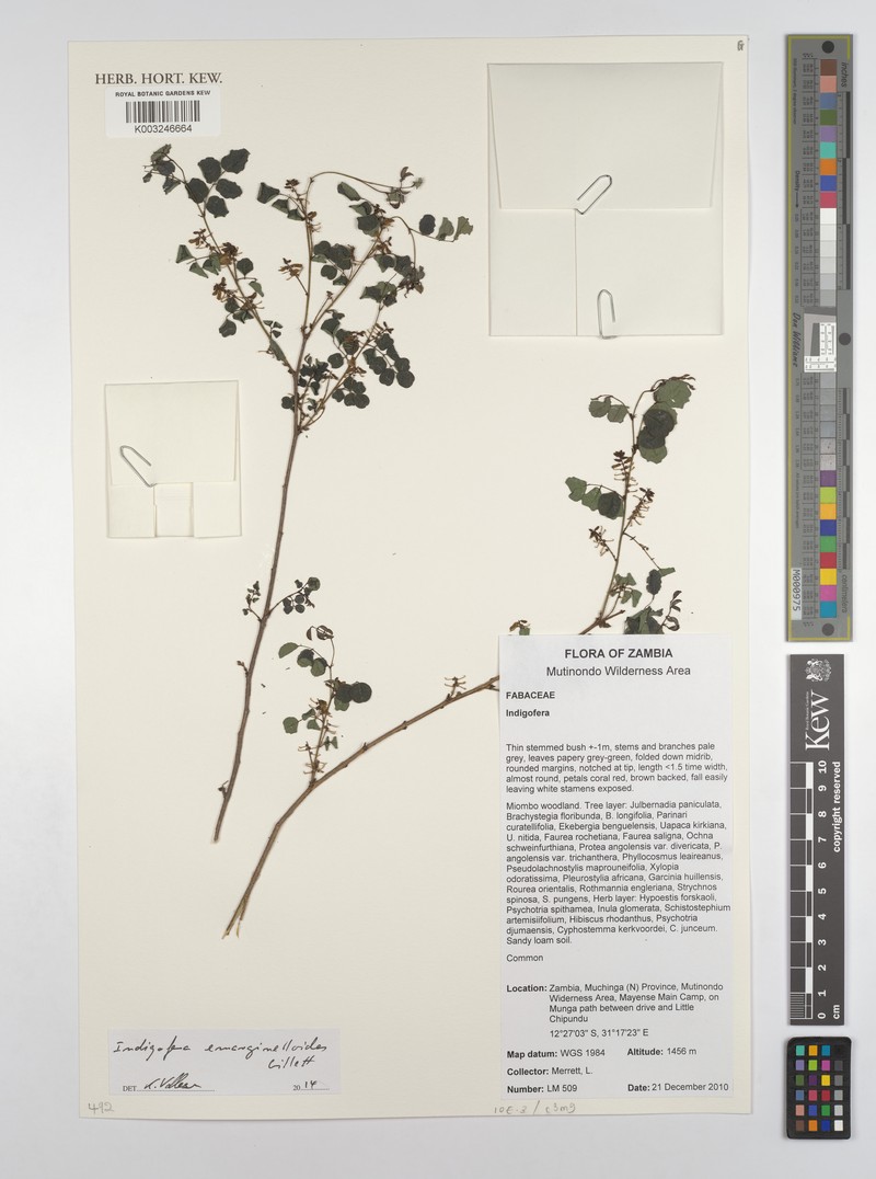 Indigofera emarginelloides photo 2