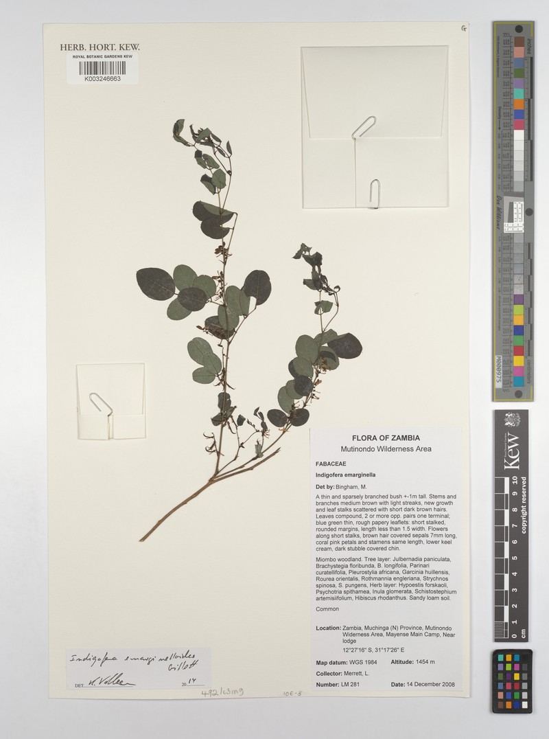 Indigofera emarginelloides photo 3