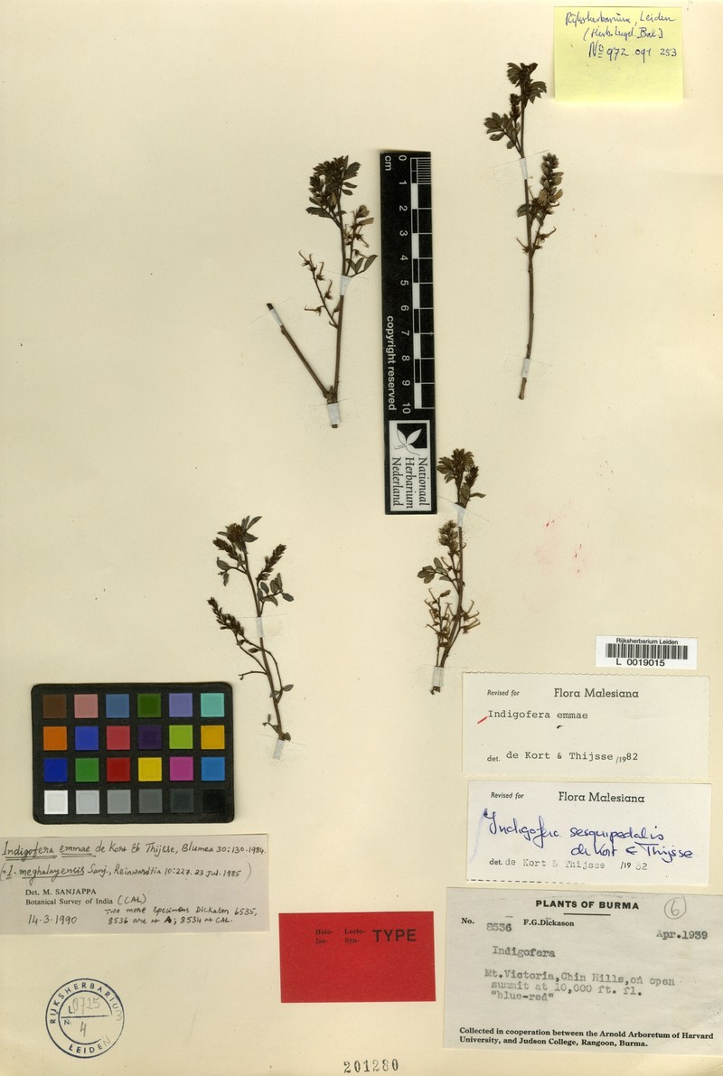 Indigofera emmae