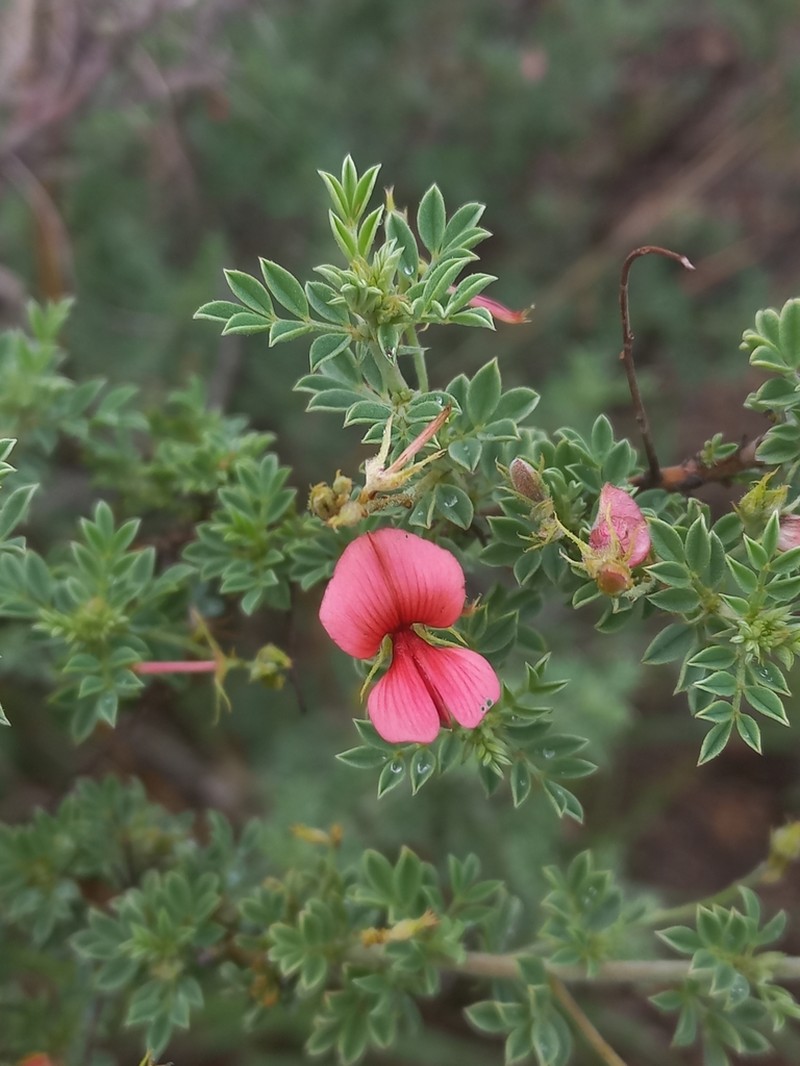 Indigofera enormis