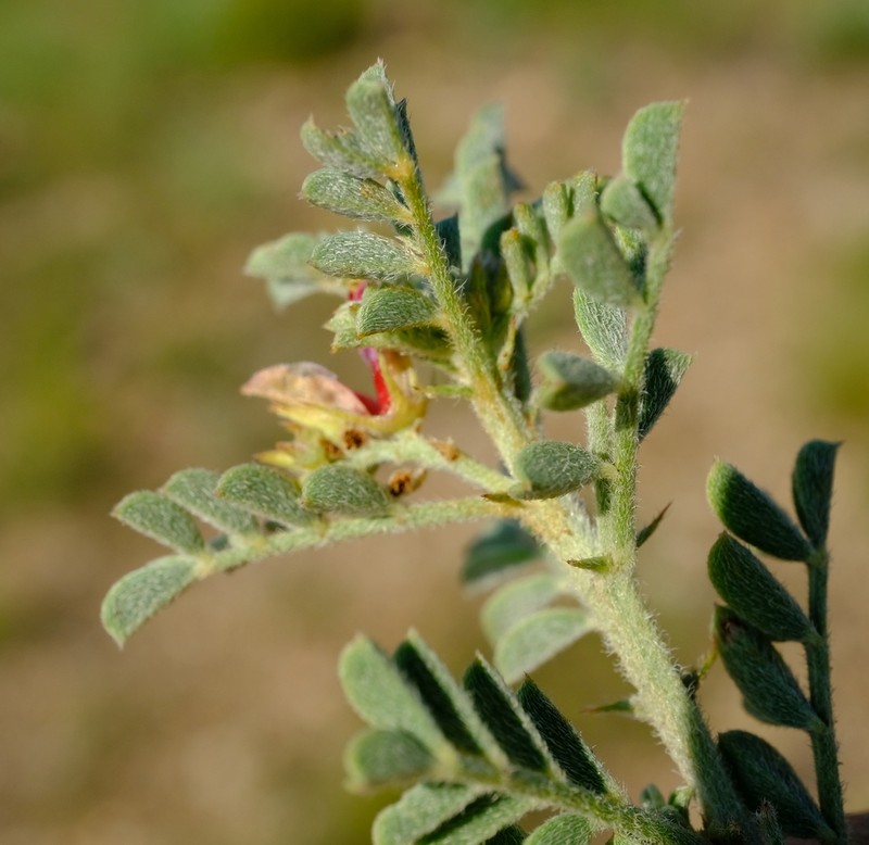 Indigofera enormis photo 2