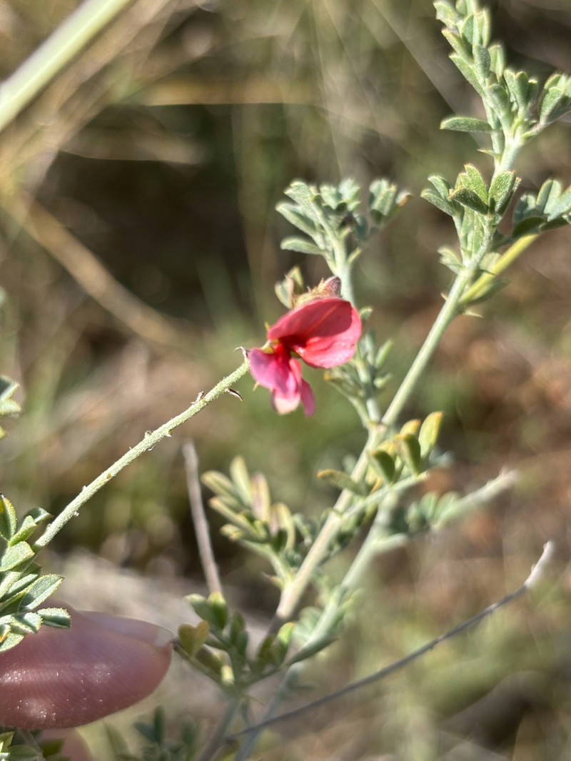 Indigofera enormis photo 4