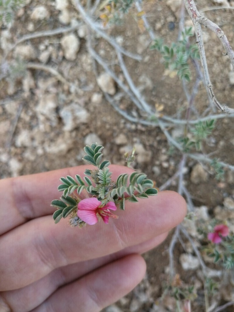 Indigofera enormis photo 5