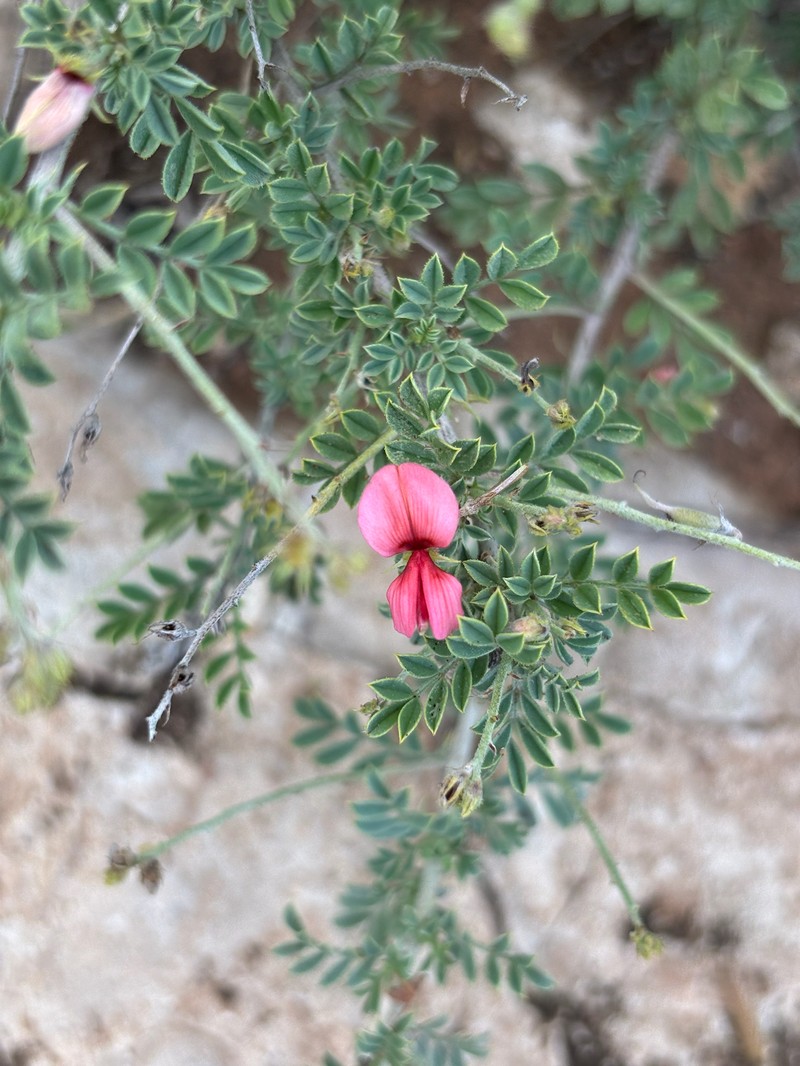 Indigofera enormis photo 6