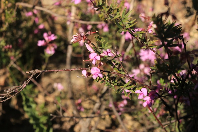 Indigofera equimontana photo 2