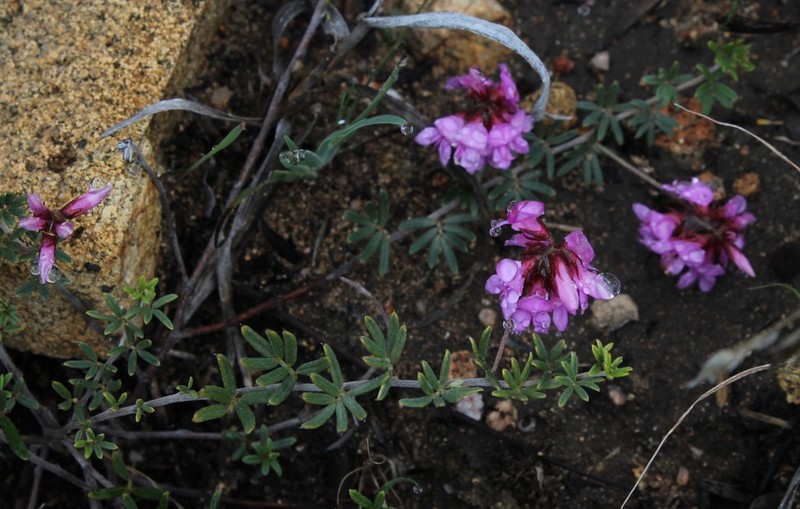 Indigofera equimontana photo 3
