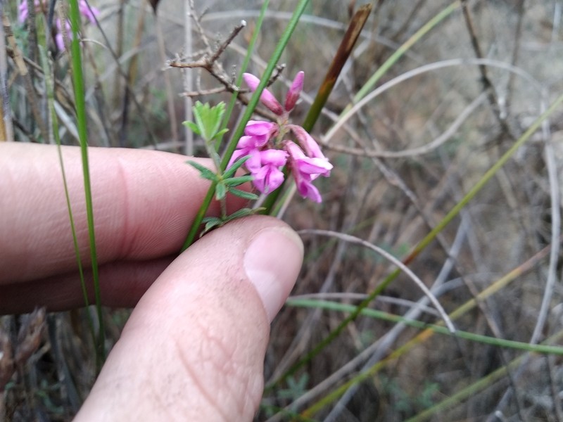Indigofera equimontana photo 4