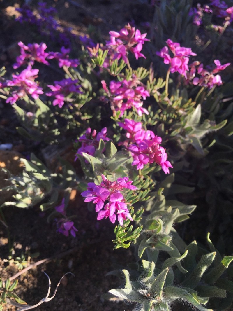 Indigofera equimontana photo 5