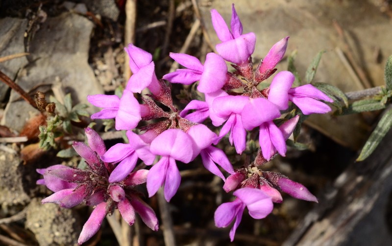 Indigofera equimontana photo 6