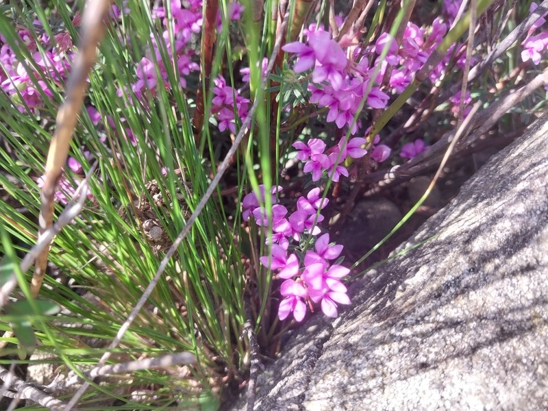 Indigofera equimontana photo 7