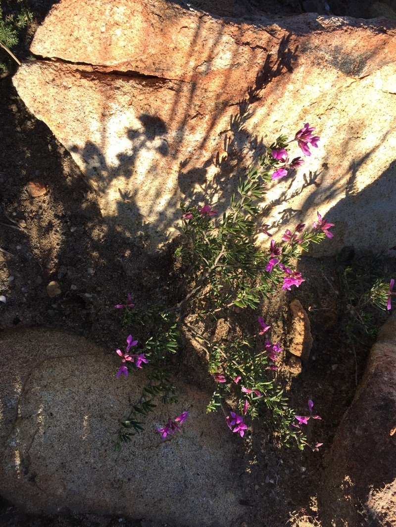 Indigofera equimontana photo 8