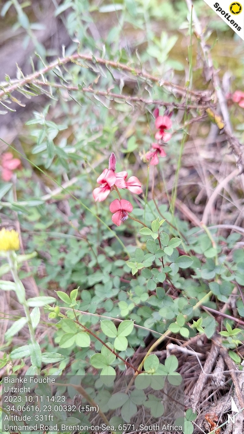 Indigofera erecta