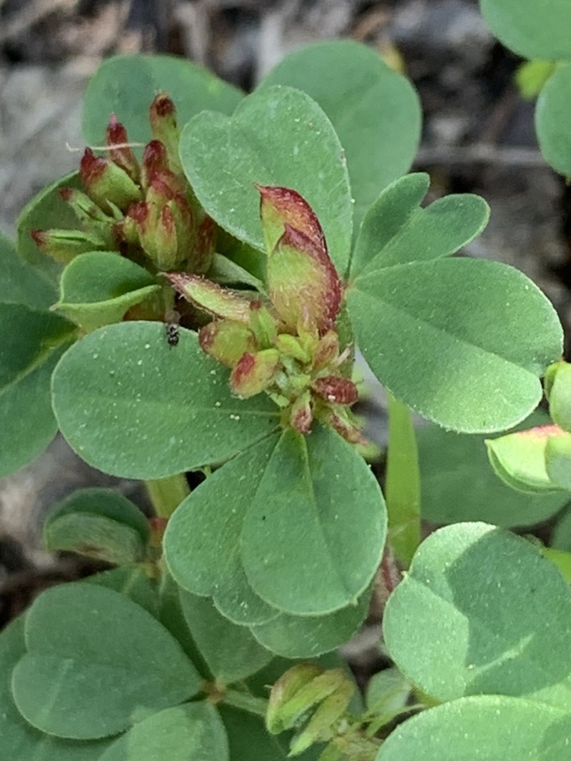 Indigofera erecta photo 2